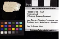 Foto (Objket + Etiketten) von Goniodromites bidentatus (Reuss, 1858) 